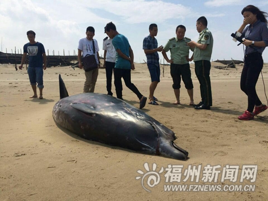 4米长鲸鱼长乐沙滩搁浅死亡 疑被船只螺旋桨打伤
